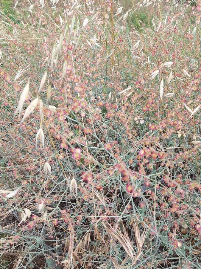 Rumex induratus flower