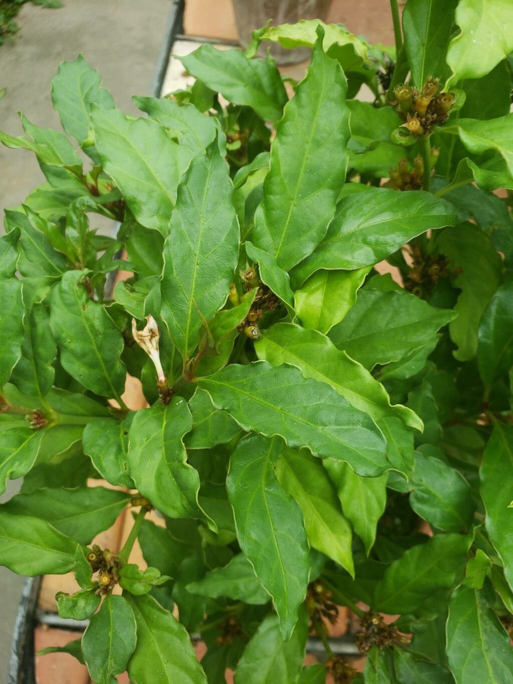 Mitriostigma axillare — search result for 'Gardenia'