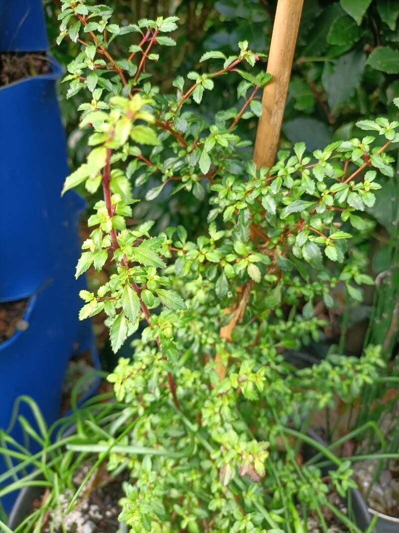 Fuchsia microphylla — search result for 'Fuchsia'