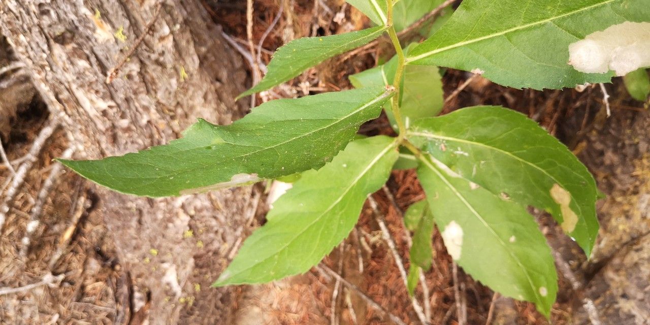 Eurybia conspicua — related species from the same genus