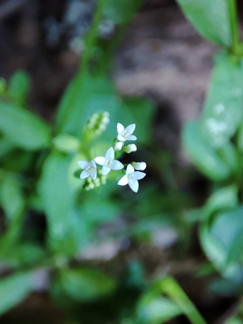 Asperula laevigata flower