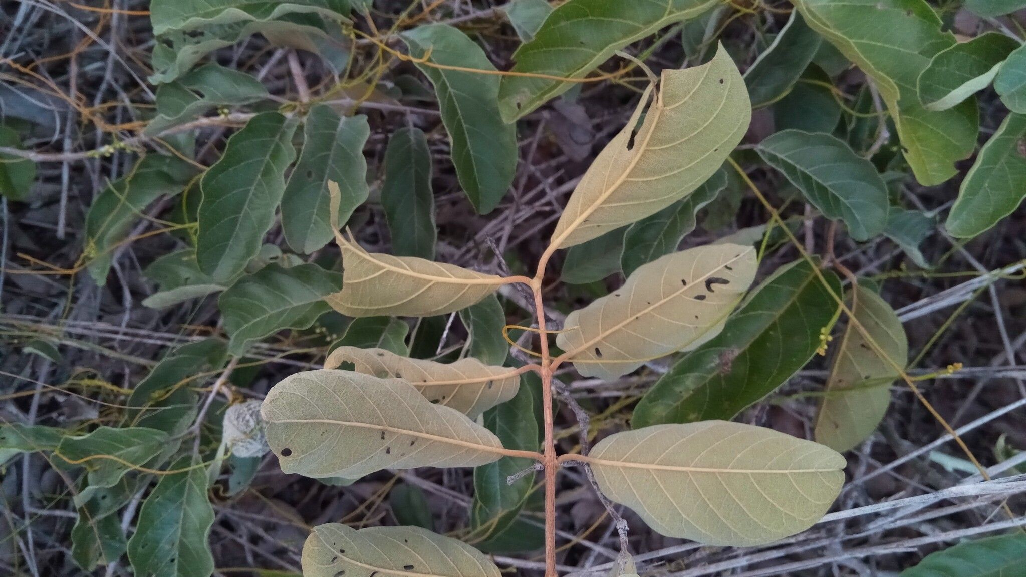 Combretum octagonum leaf