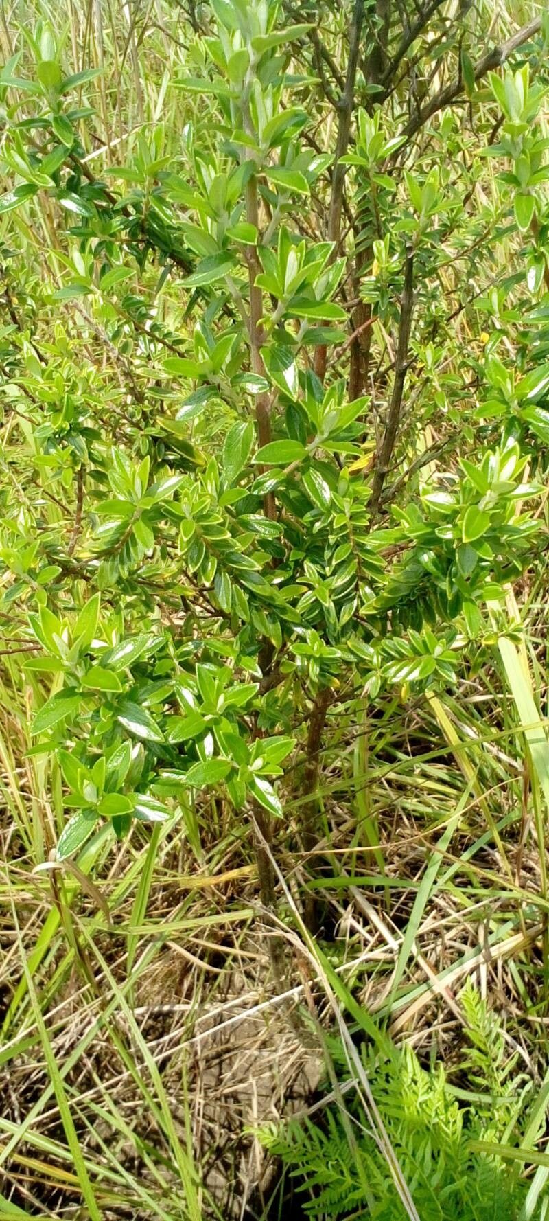 Elephantopus senegalensis — search result for 'Elephantopus'