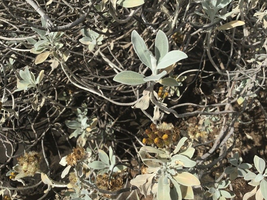 Helichrysum obconicum leaf