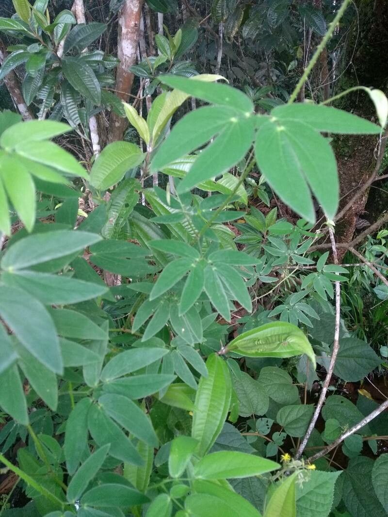 Mimosa velloziana — search result for 'Mimosa'