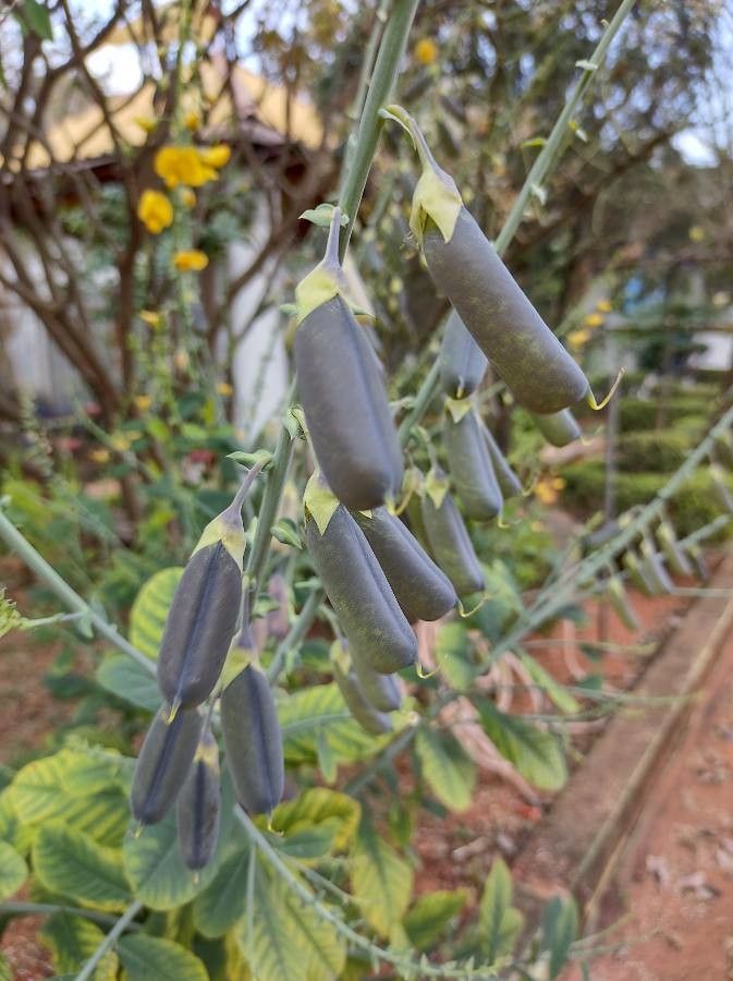 Crotalaria spectabilis fruit