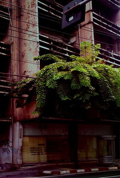 Caryota obtusa habit