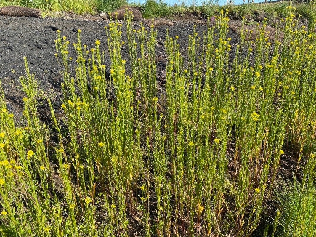Madia glomerata flower