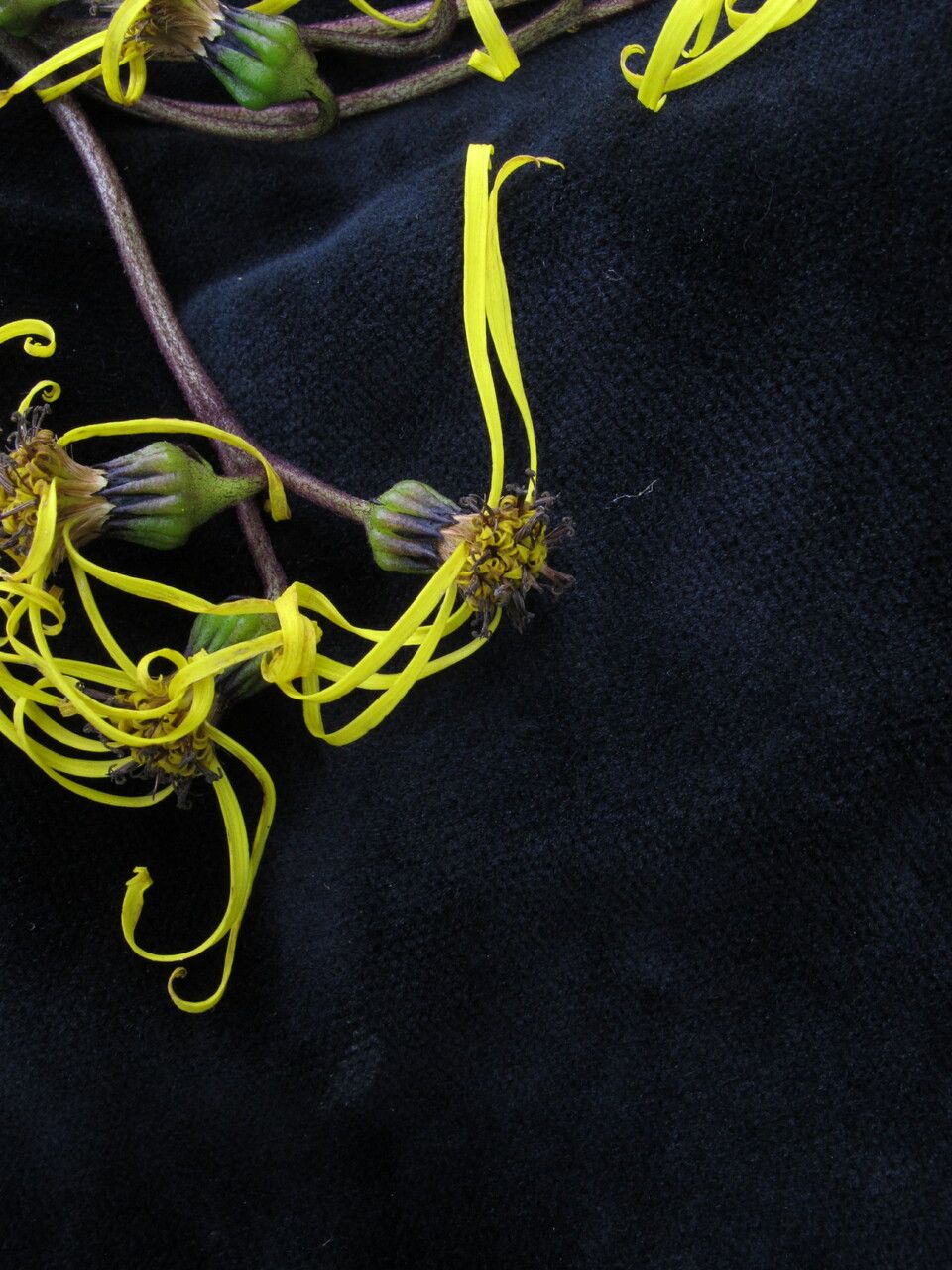 Ligularia amplexicaulis flower