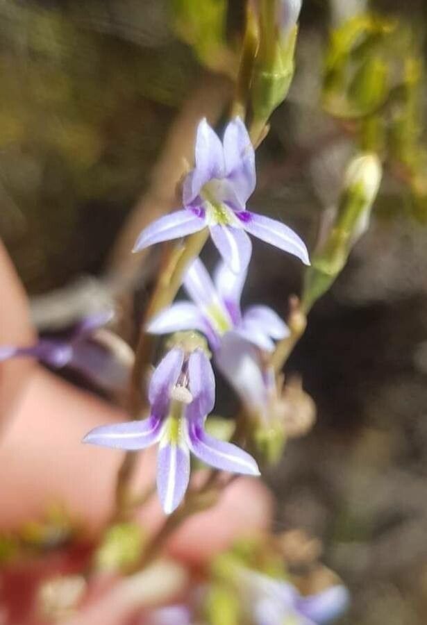 Lobelia gibbosa flower