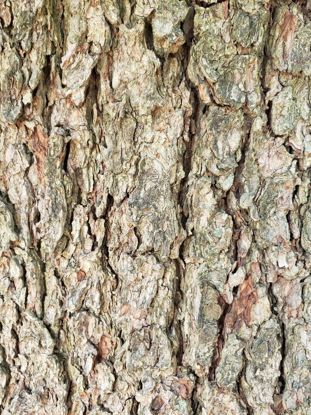 Pinus × holfordiana bark