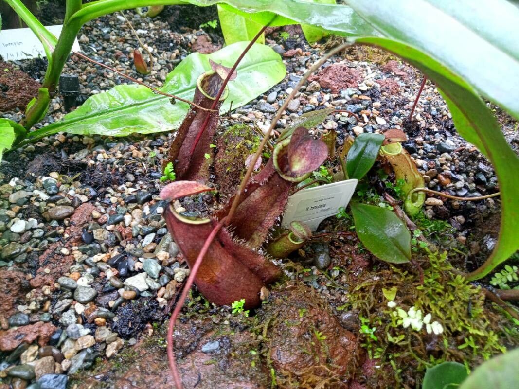 Nepenthes tomoriana leaf