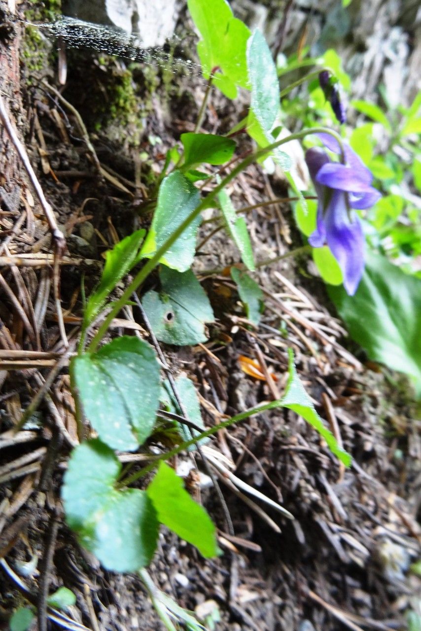 Gentiana orbicularis habit