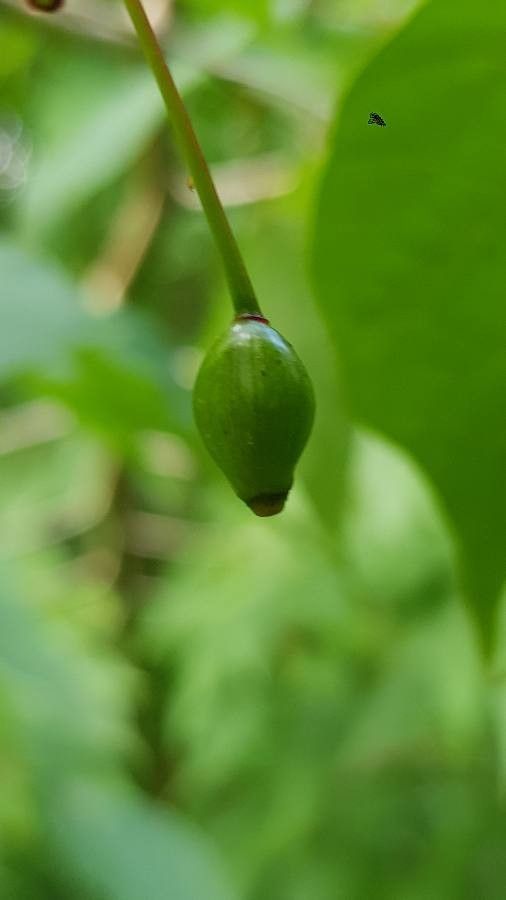 Alangium platanifolium fruit