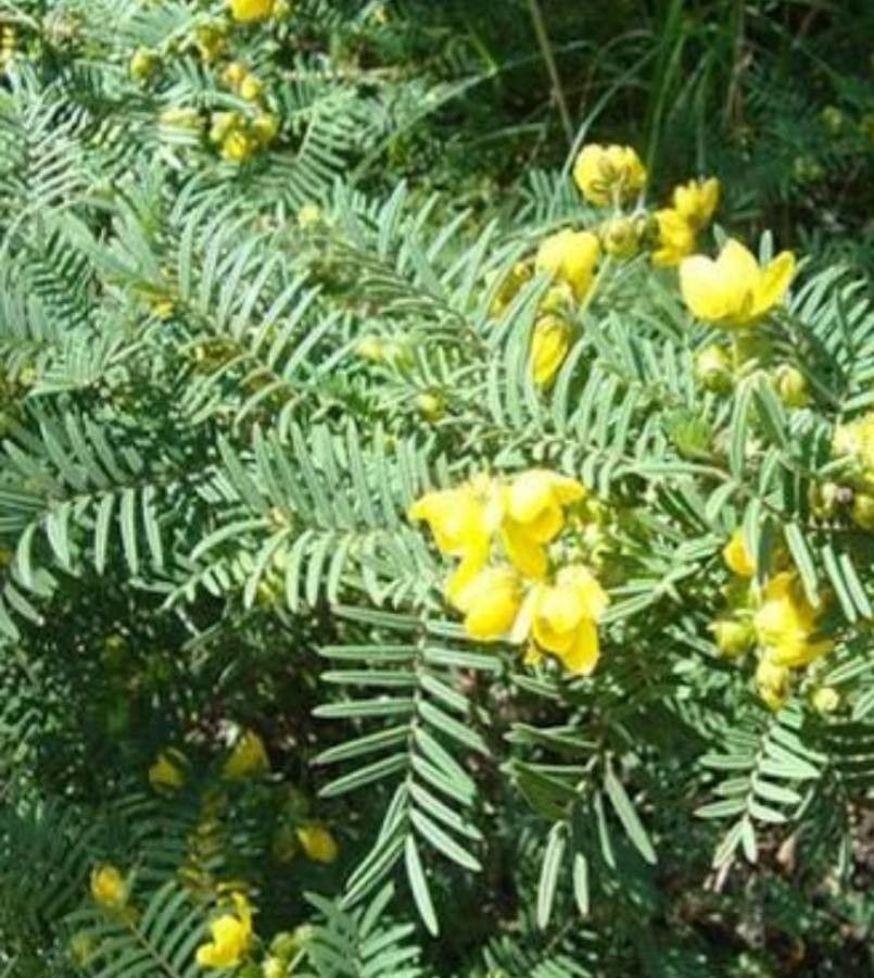 Senna aciphylla