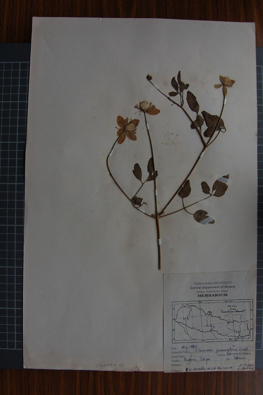 Clematis graveolens other