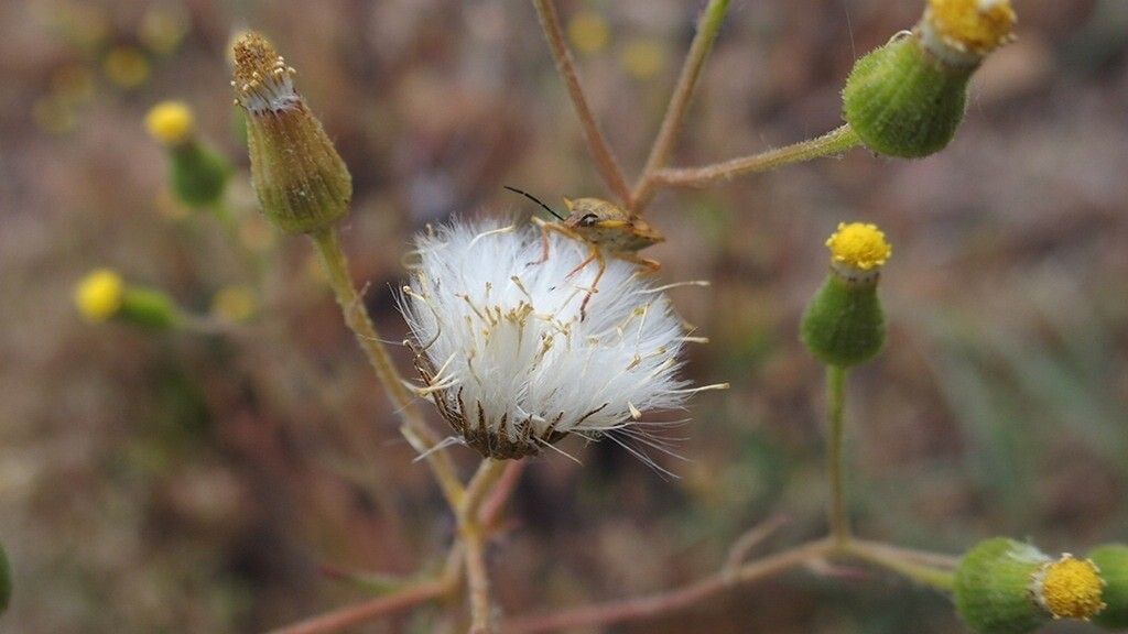 Senecio lividus fruit