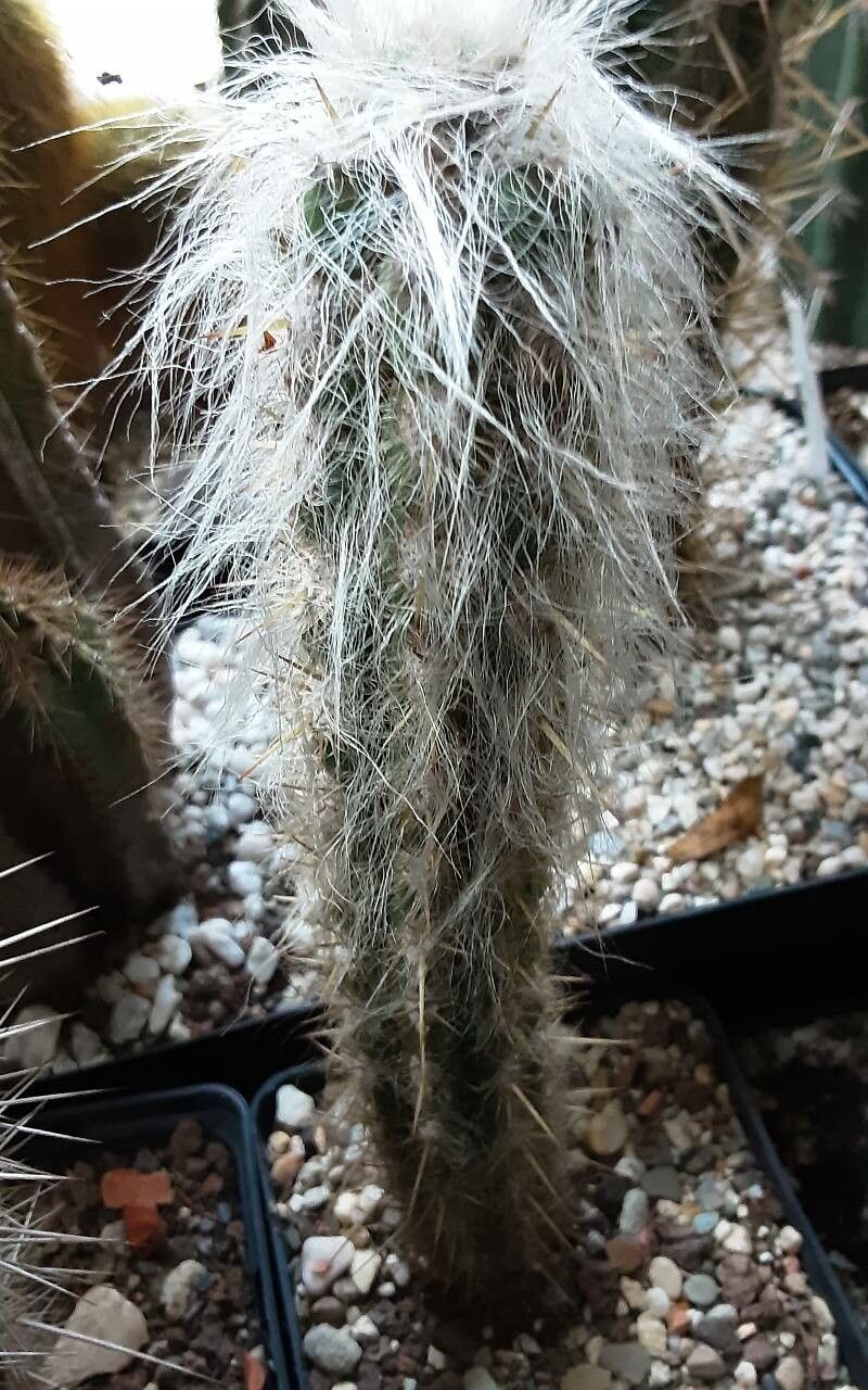 Oreocereus hendriksenianus habit