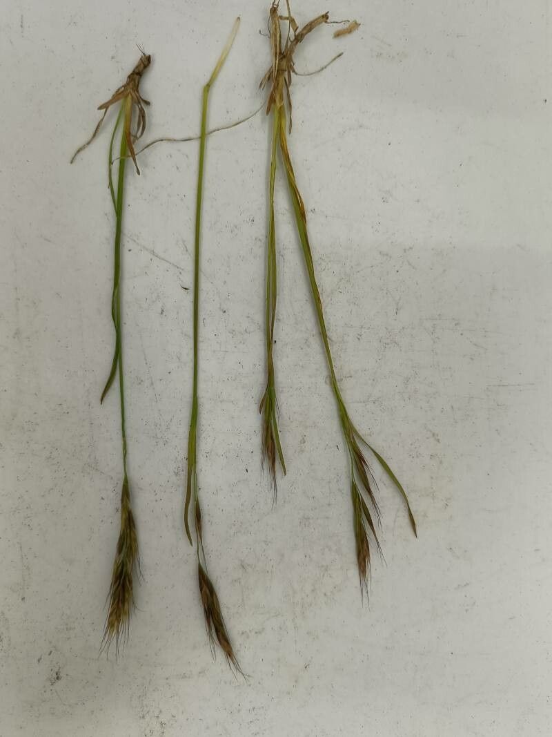 Helictotrichon parlatorei habit