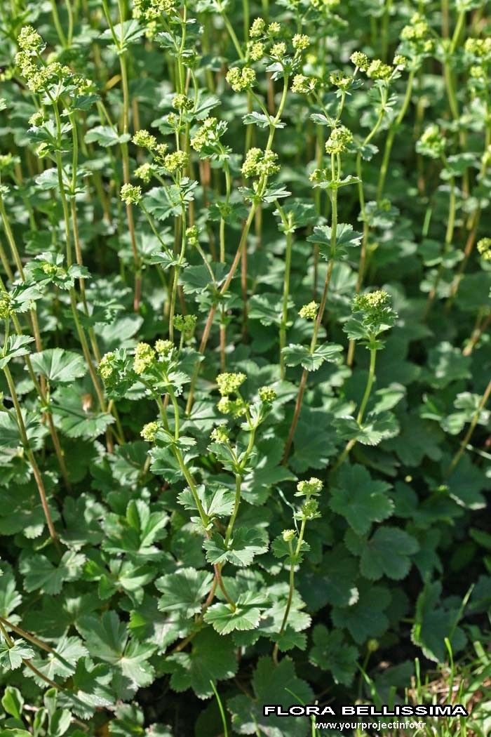 Alchemilla glaucescens habit