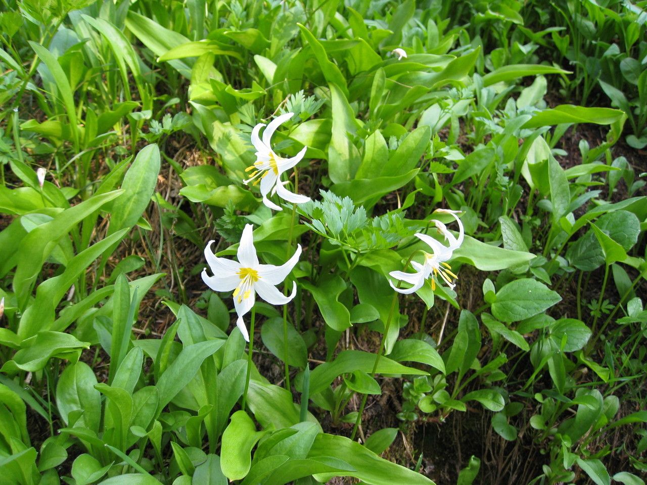 Erythronium montanum habit