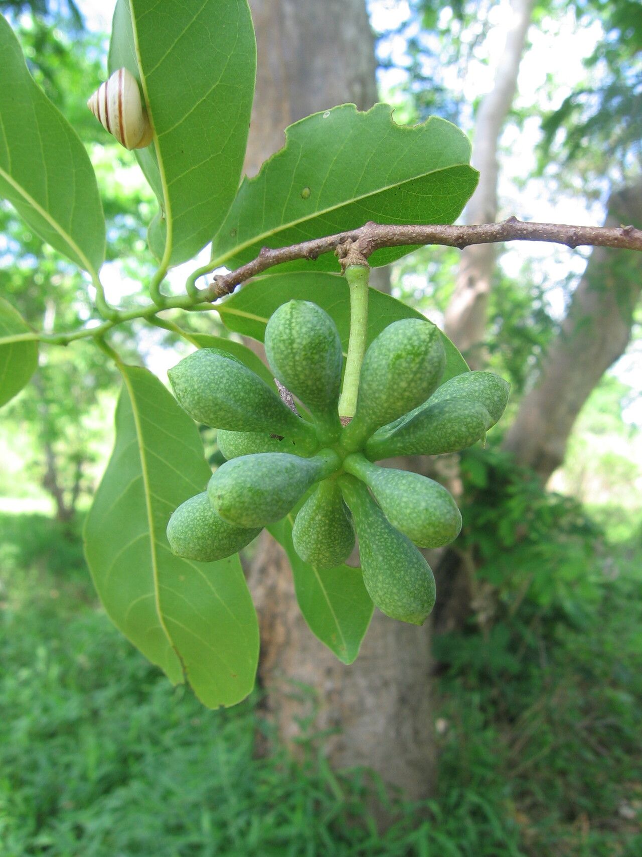 Artabotrys brachypetalus fruit