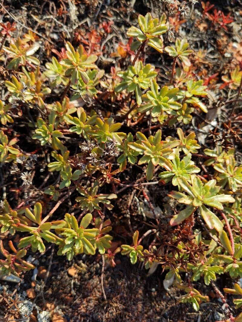 Phedimus kamtschaticus leaf