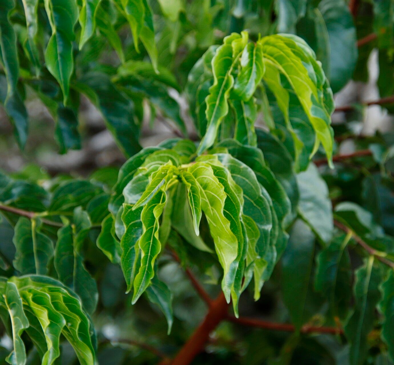 Vangueria apiculata — related species from the same genus