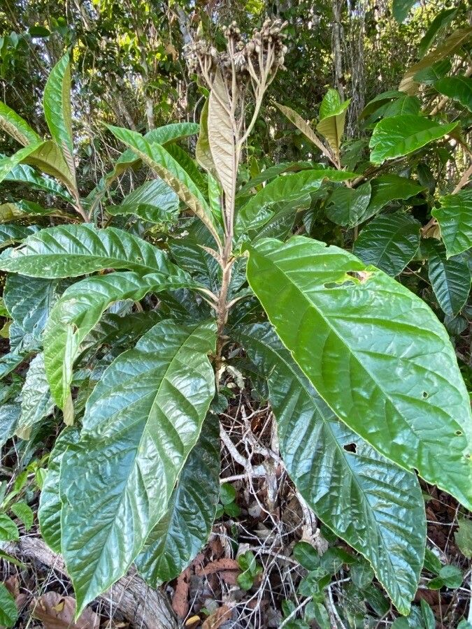 Solanum sooretamum — houseplant care guide