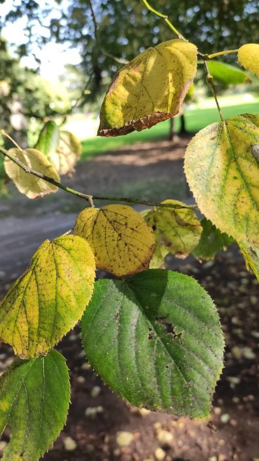 Tilia × euchlora leaf