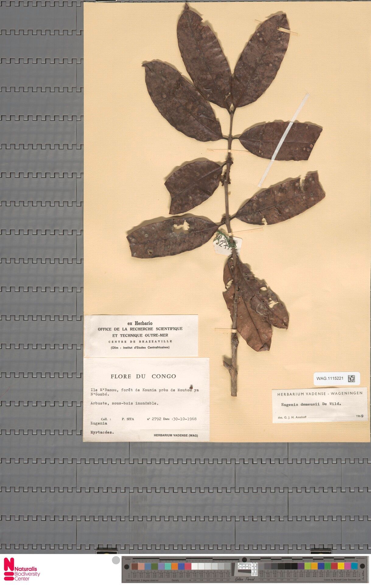 Eugenia demeusei — houseplant care guide