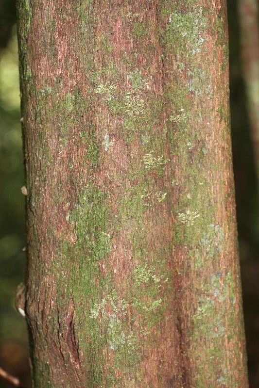 Couratari multiflora bark