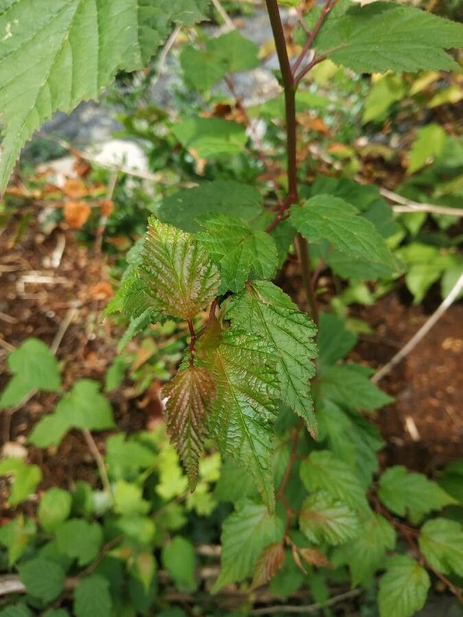 Neillia sinensis leaf