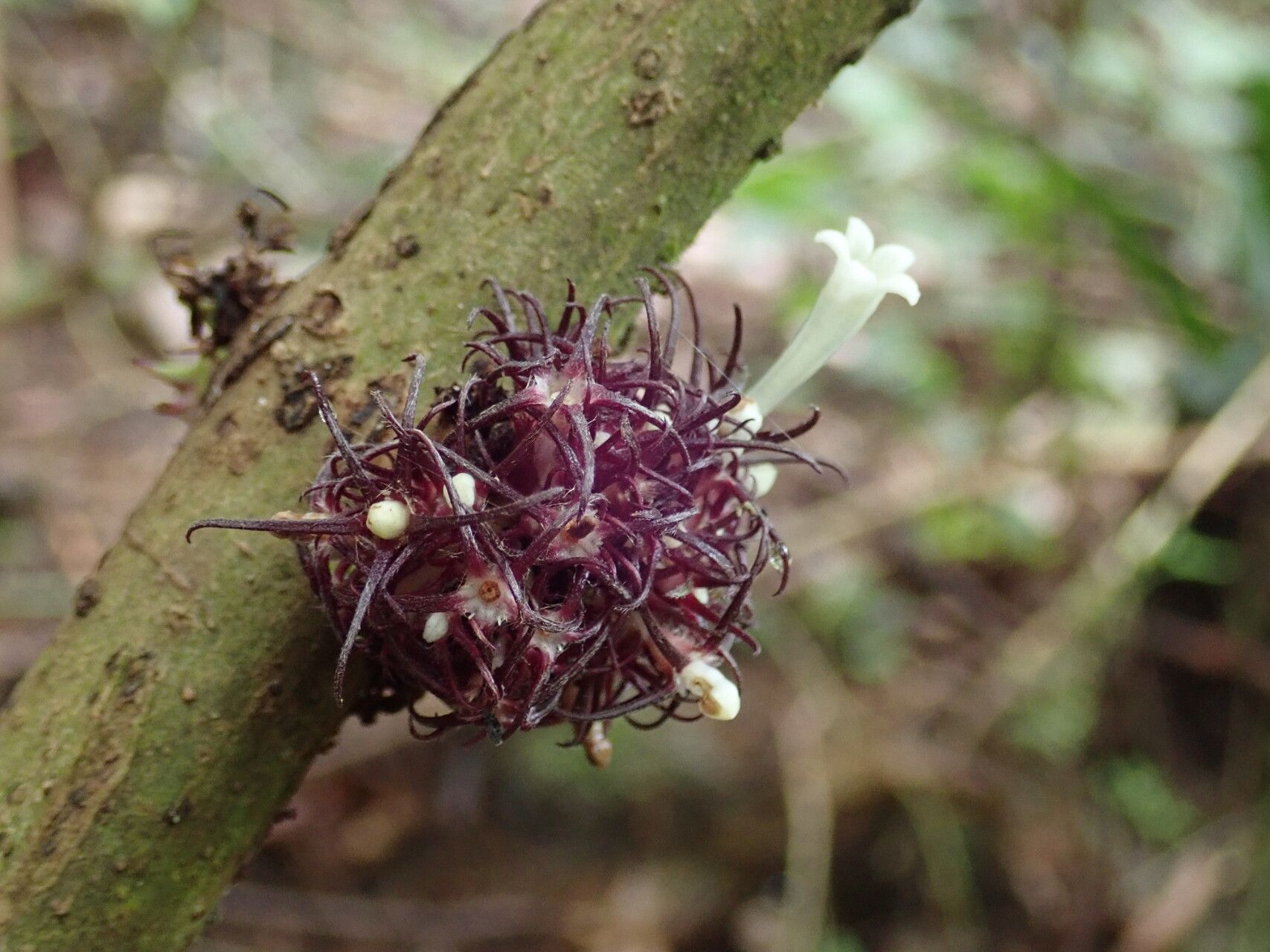 Sabicea xanthotricha flower
