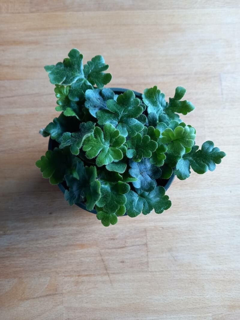 Hemionitis goabica flower