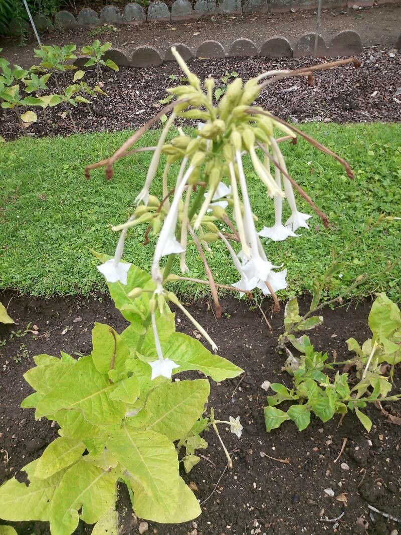 Nicotiana acuminata flower