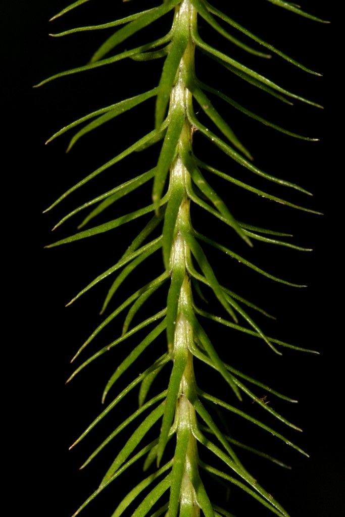 Phlegmariurus ignambiensis fruit