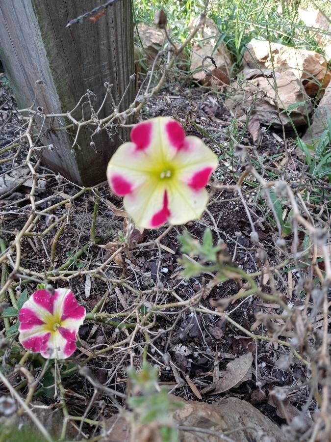 Petunia × atkinsiana flower