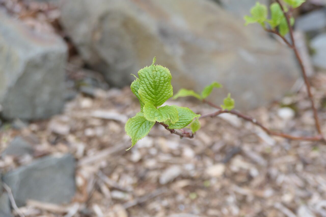 Stachyurus retusus — related species from the same genus