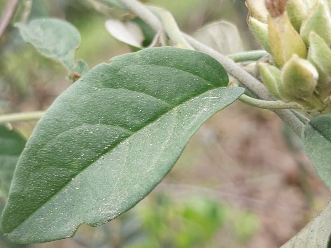 Bonamia alternifolia — related species from the same genus