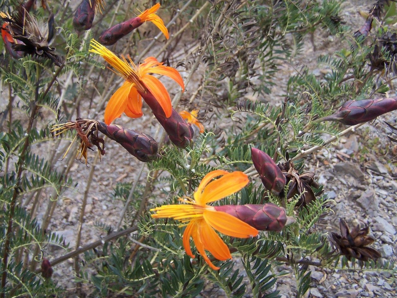 Mutisia acuminata flower