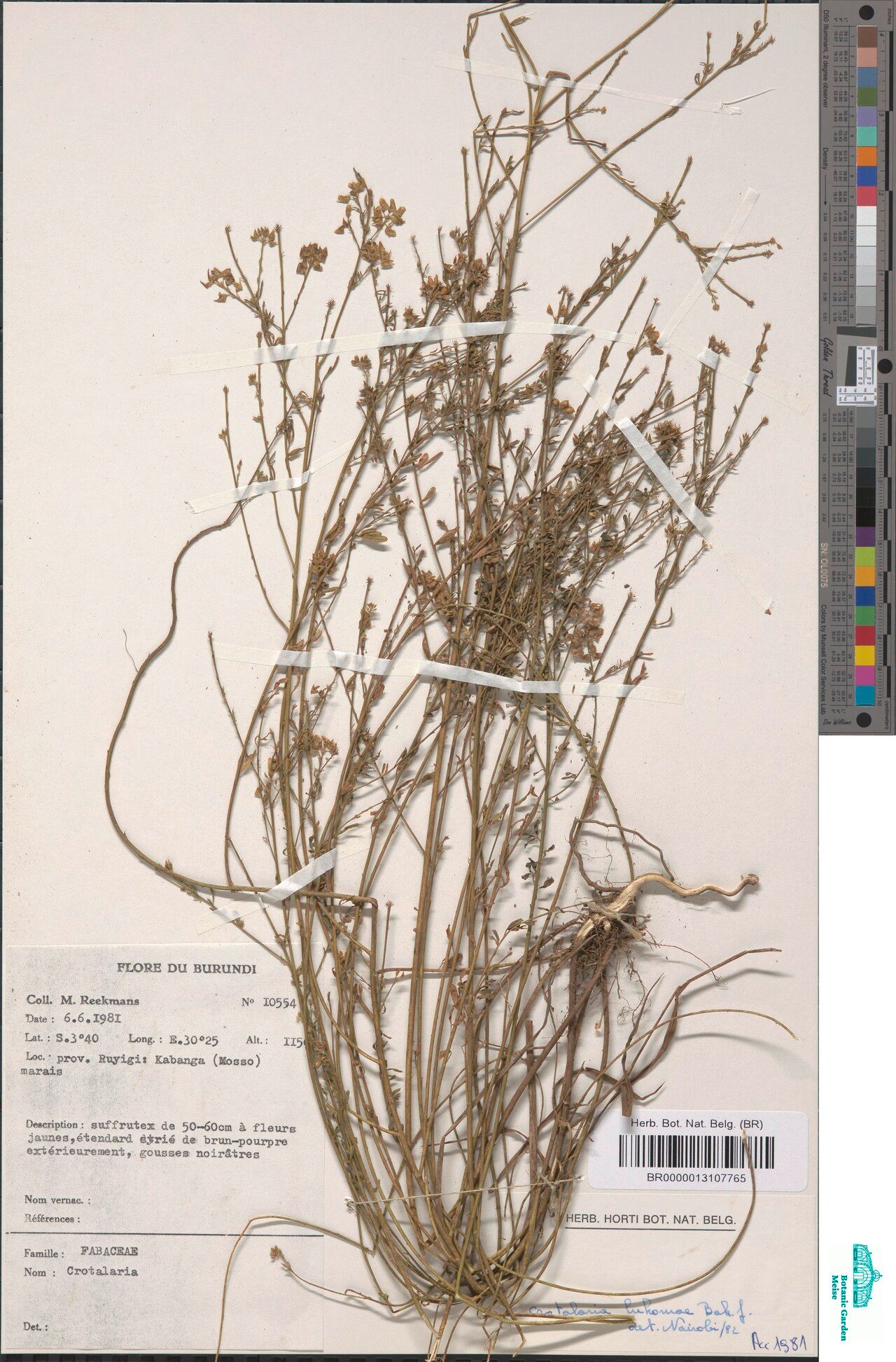 Crotalaria lukomae — houseplant care guide