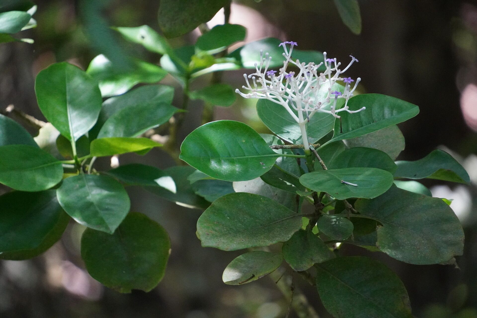 Chassalia coriacea — houseplant care guide