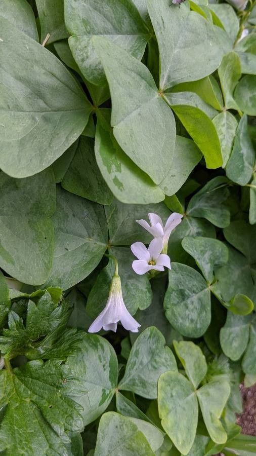 Oxalis dichondrifolia flower