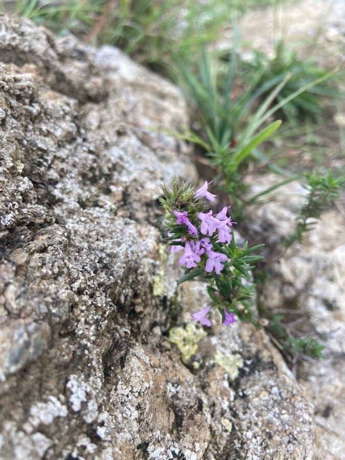 Micromeria graeca flower