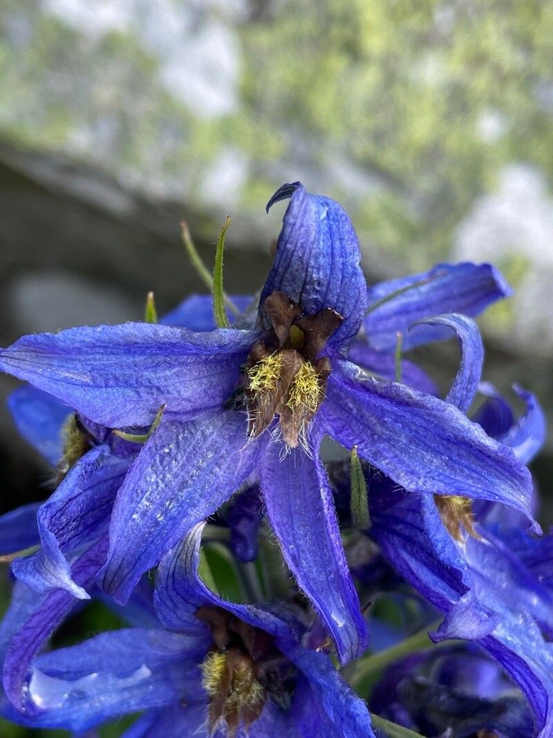 Delphinium oxysepalum flower