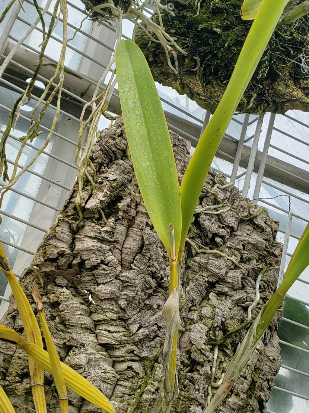 Cattleya grandis — houseplant care guide