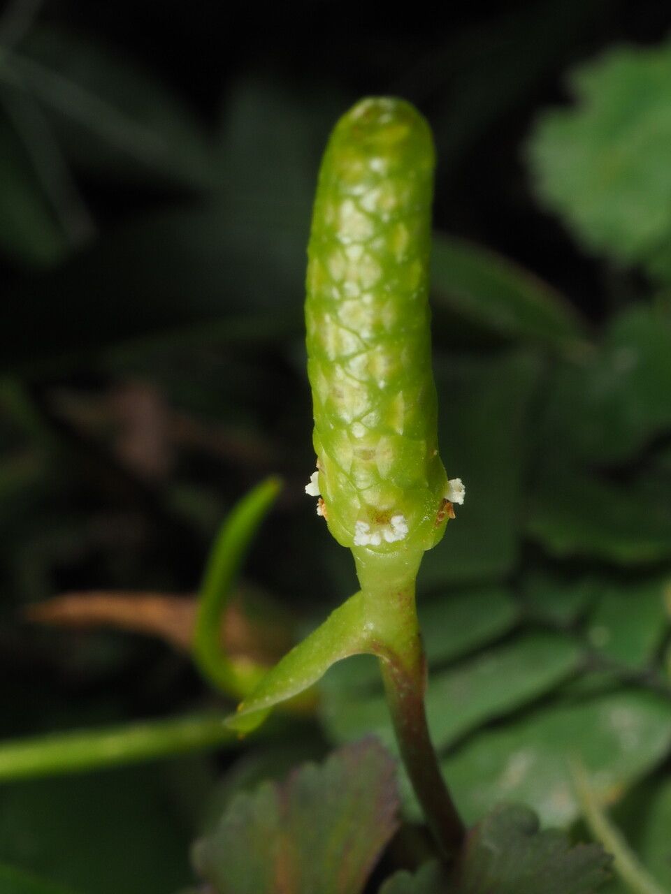 Anthurium scandens flower