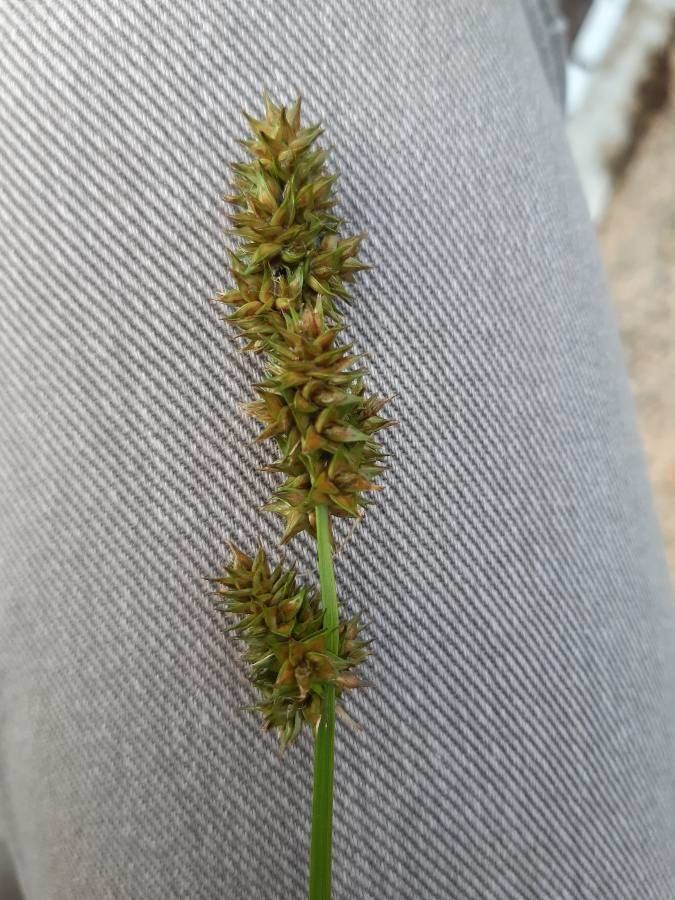 Carex stipata flower
