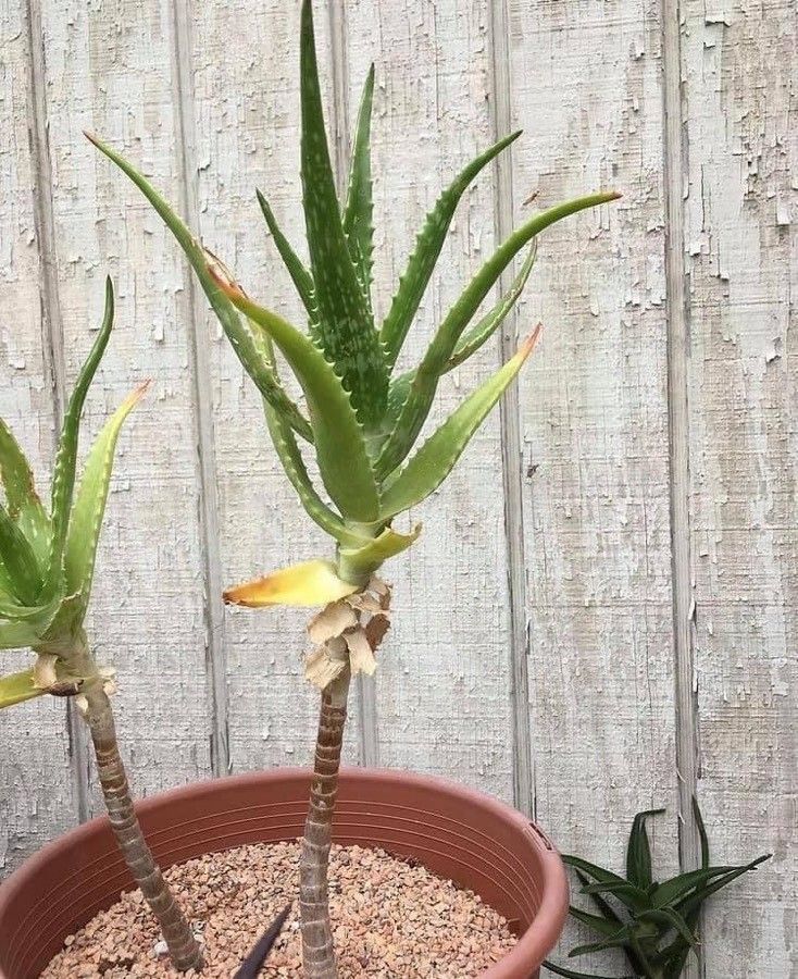 Aloe fibrosa leaf